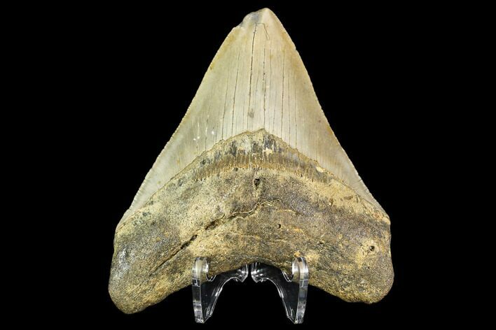 Fossil Megalodon Tooth - North Carolina #109680